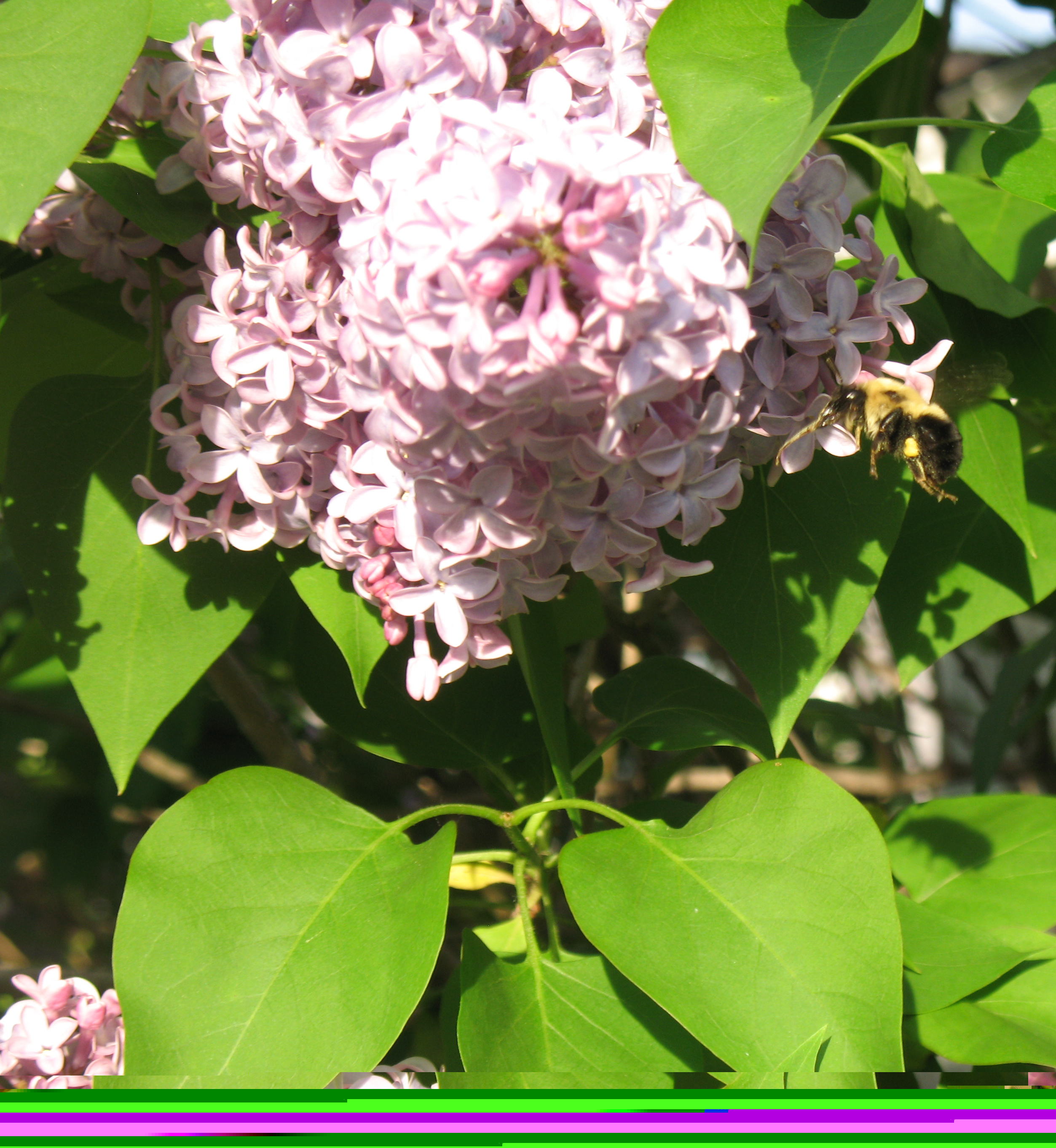 IMG_3042-copy_e cshlex lilac